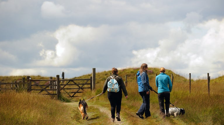 Walkers with dogs on Marsden Moor Estate, West Yorkshire